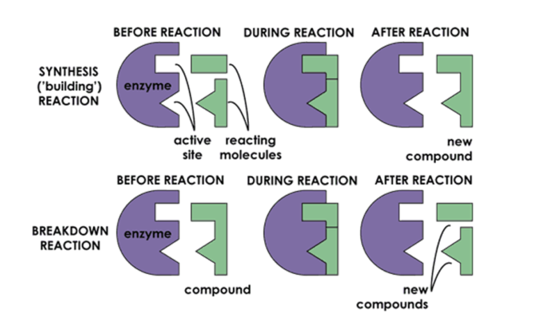 Enzyme Action